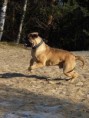 /album/brutus/brutus-1-jpg/